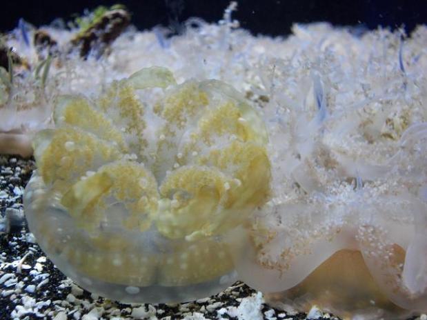 Scott Aquarium ~ Upside down jellyfish 1